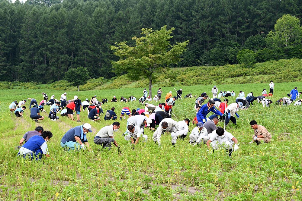 コスモス園草取り作業１