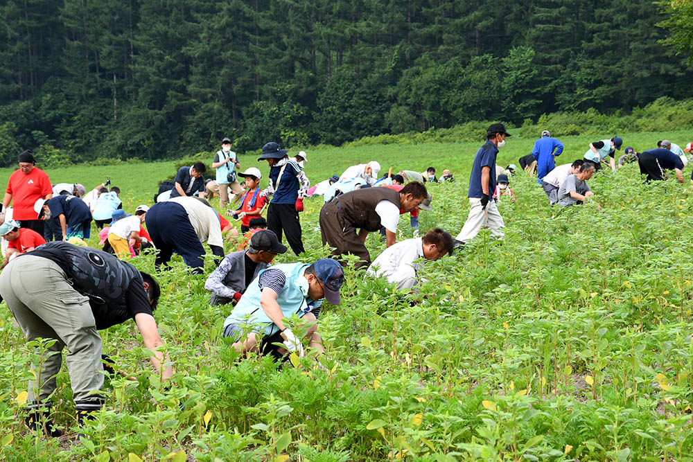 コスモス園草取り作業２