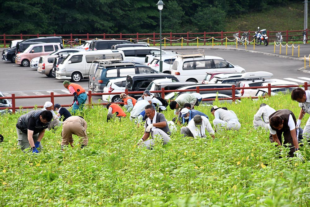 コスモス園草取り作業４