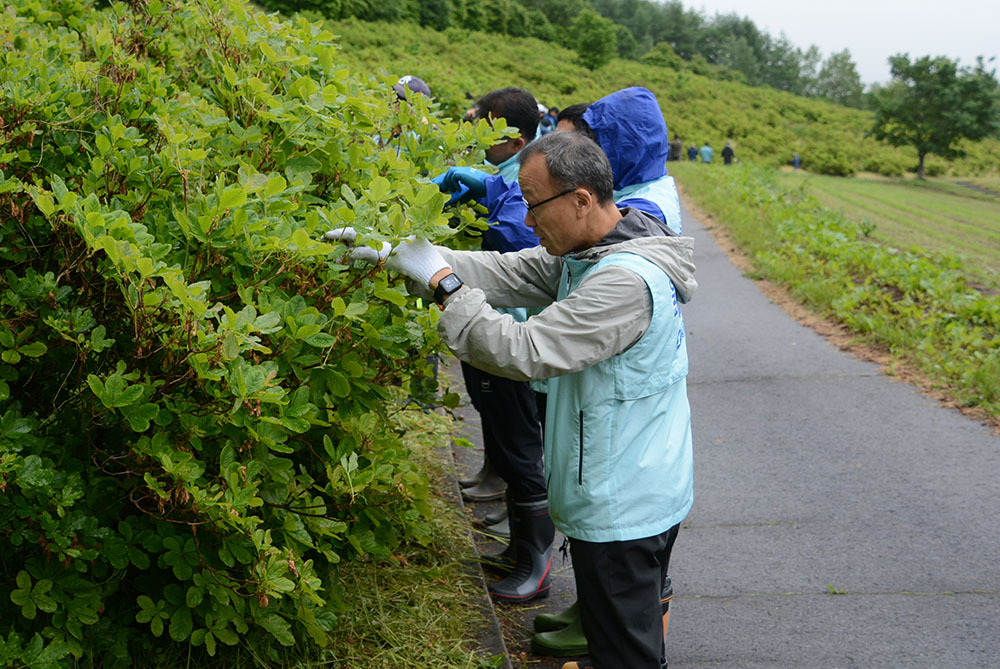 ツツジの花殻摘み3