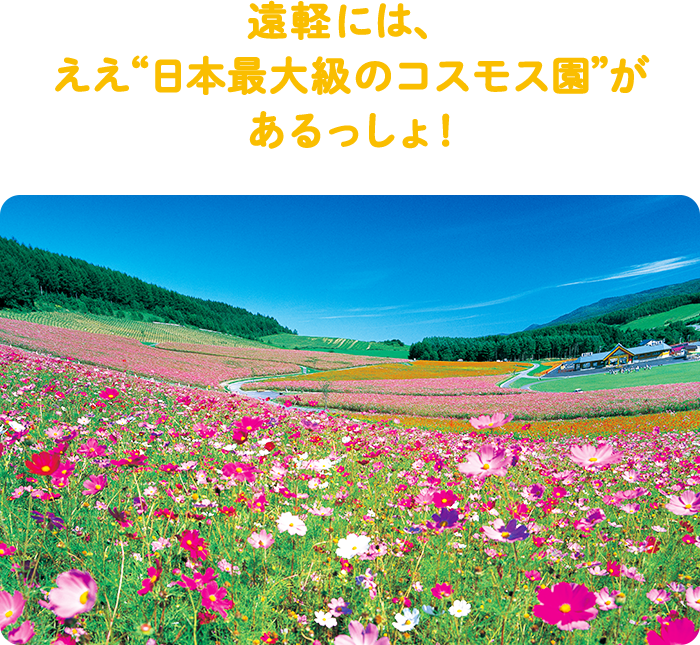 遠軽には、ええ“日本最大級のコスモス園”があるっしょ！